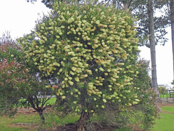 Melaleuca PALLIDA или Мелалеука Паллида