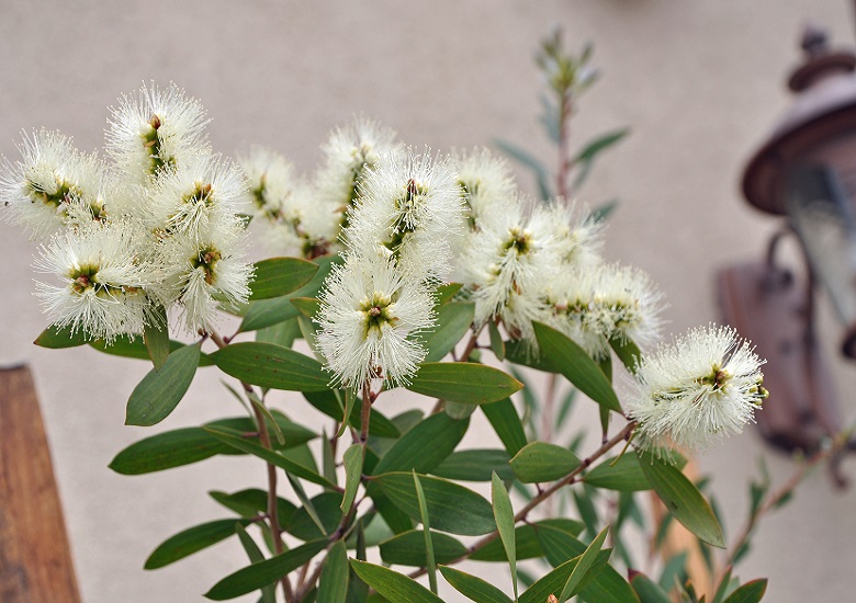 Melaleuca QUINQUENERVIA или Мелалеука Пятинервная