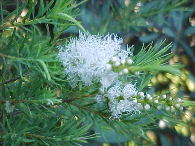 Melaleuca PUSTULATA или Мелалеука Пустулата