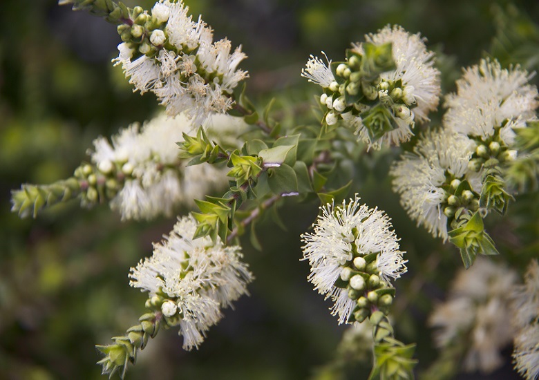 Melaleuca SQUARROSA или Мелалеука Скуарроса