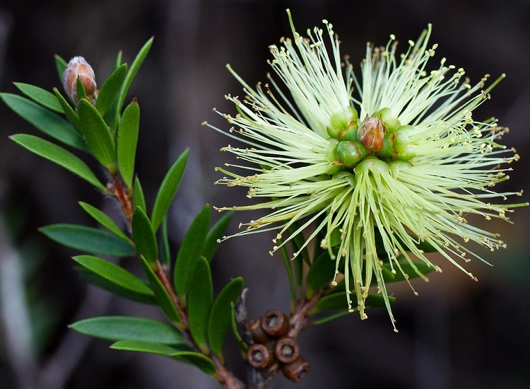 Melaleuca VIRENS или Мелалеука Зеленая