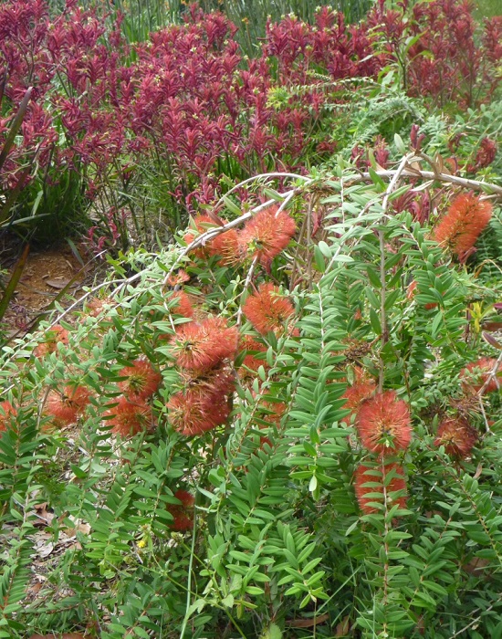 Melaleuca HYPERICIFOLIA или Мелалеука Зверобойнолистная