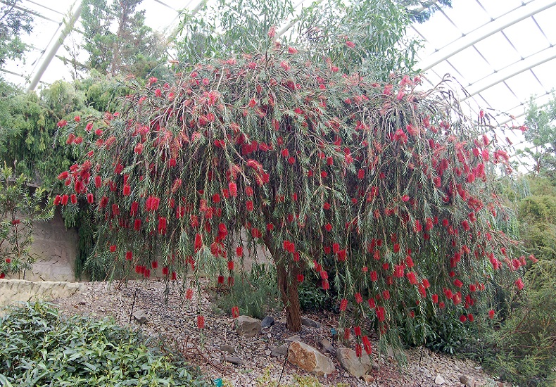 Melaleuca PHOENICEA или Мелалеука Фениксия