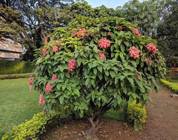 Mussaenda PHILIPPICA или Муссаенда Филиппинская