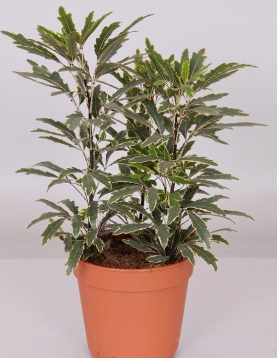 >Schefflera ELEGANTISSIMA или Шеффлера Элегантная, Дизиготека Изящнейшая