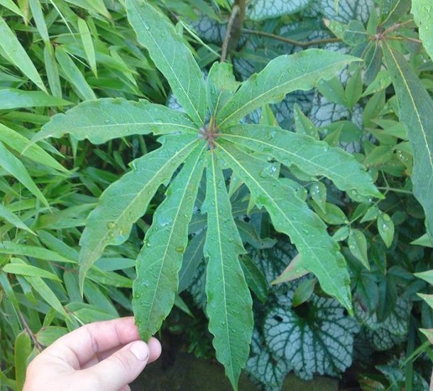 Schefflera RHODENDRIFOLIA или Шеффлера Рододендролистная