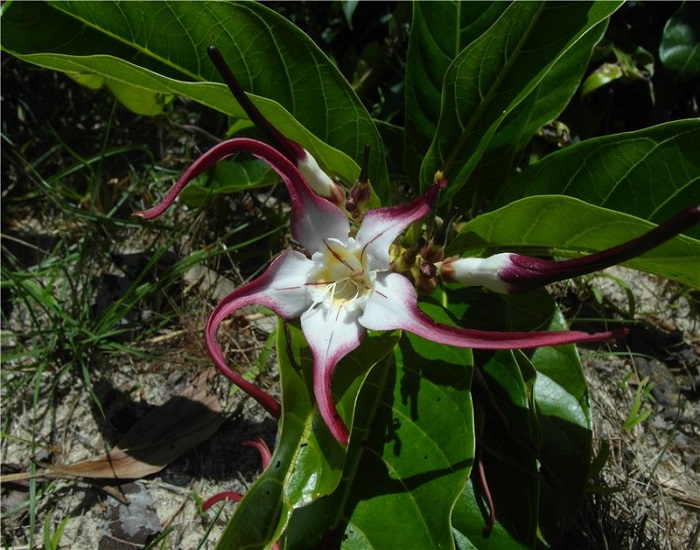 Strophanthus CAUDATUS или Строфантус Хвостатый