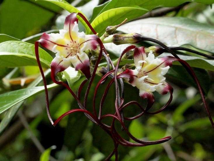 Strophanthus CAUDATUS или Строфантус Хвостатый