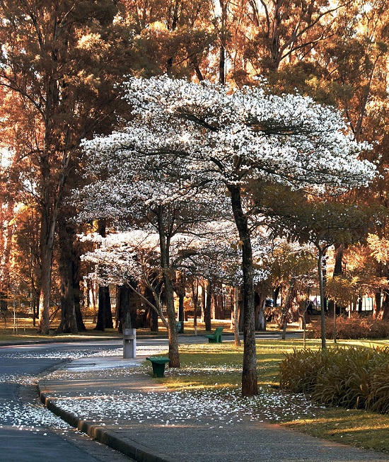 Tabebuia ROSEO-ALBA или Табебуйя Белая