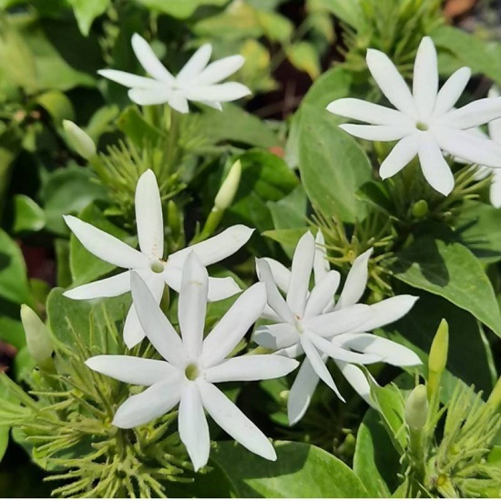 Jasminum ELONGATUM или Жасмин Удлиненный