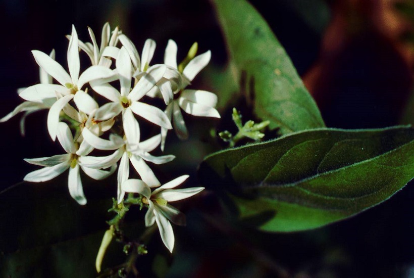 Jasminum DECUSSATUM или Жасмин Сплющенный