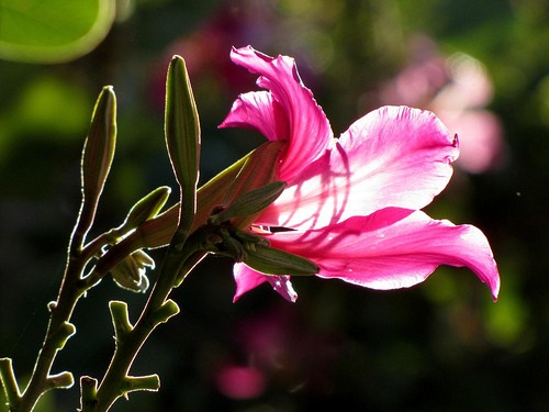 Bauhinia PURPUREA или Баухиния Пурпурная