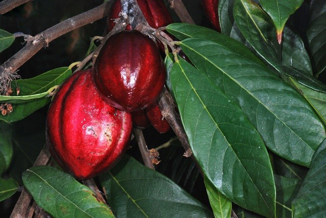 Theobroma CACAO или Какао (семена)
