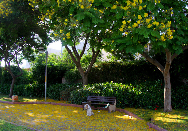 Пелтофорум