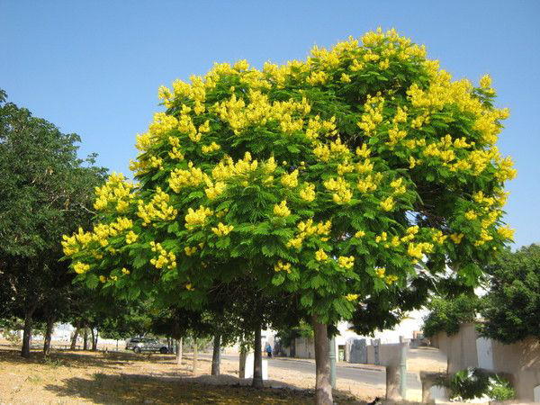 Пелтофорум