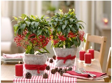 Ардизия Курчавая