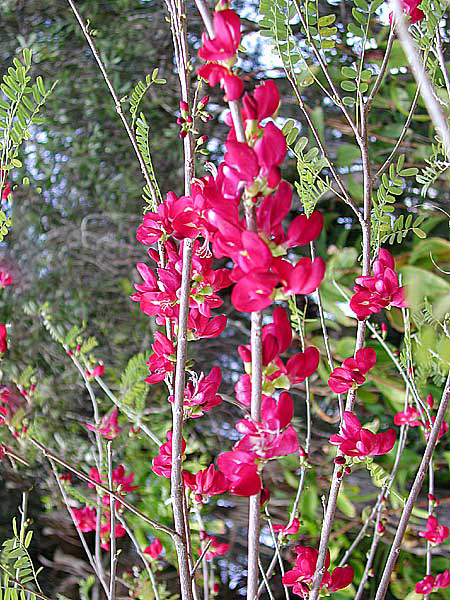 Cassia GRANDIS 