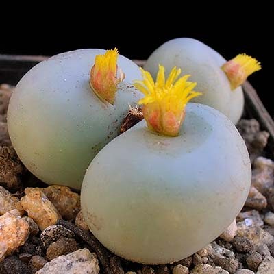 Conophytum CALCULUS