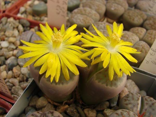 Lithops DINTERI