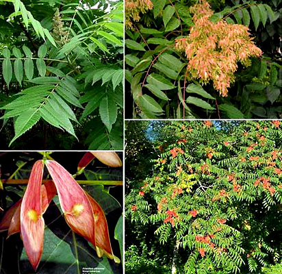 Ailanthus ALTISSIMA или Китайский Ясень