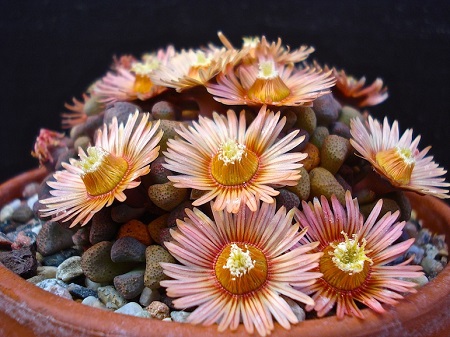 Aloinopsis SCHOONTEESII или Алоинопсис Шунтеса