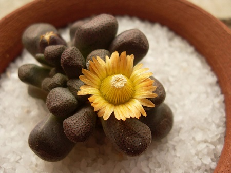 Aloinopsis SCHOONTEESII или Алоинопсис Шунтеса