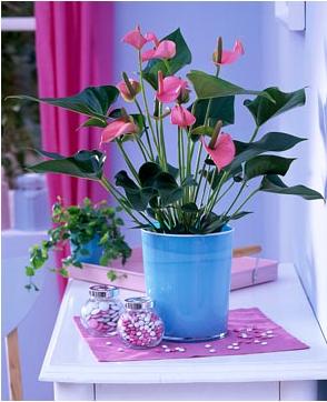 Anthurium ANDRAEANUM Hybrid или Антуриум Гибридный