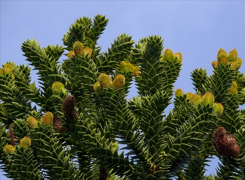 Araucaria ARAUCANA или Араукария Чилийская