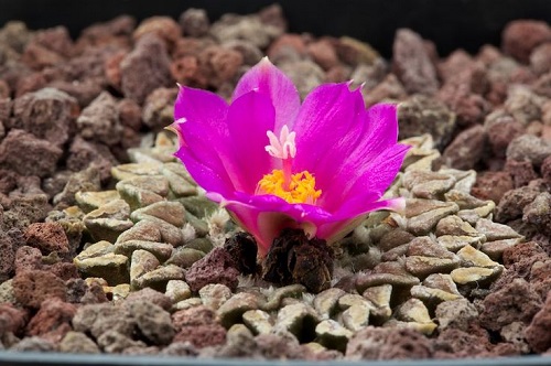 Ariocarpus KOTSCHOUBEYANUS subsp. sladkovskyi или Ариокарпус Коцебу