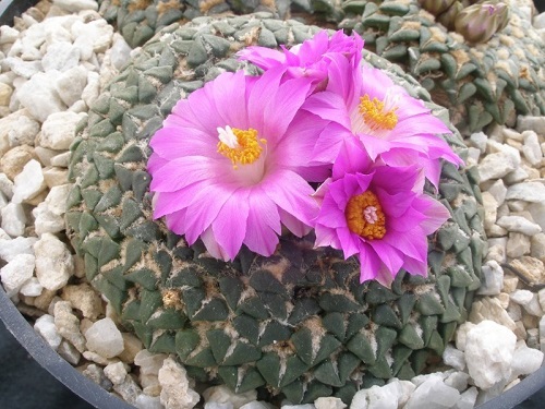 Ariocarpus KOTSCHOUBEYANUS subsp. sladkovskyi или Ариокарпус Коцебу