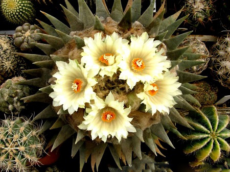 Ariocarpus TRIGONUS или Ариокарпус Треугольный