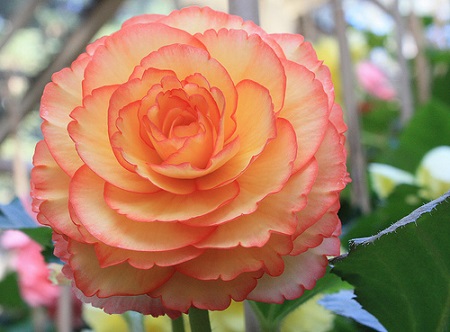 Begonia MIXED FLOWERS или Бегония Микс