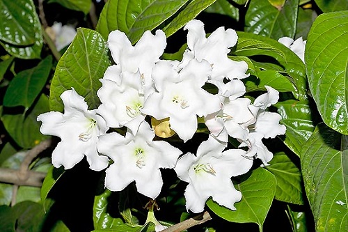 Beaumontia Grandiflora или Бьюмонтия Крупноцветковая