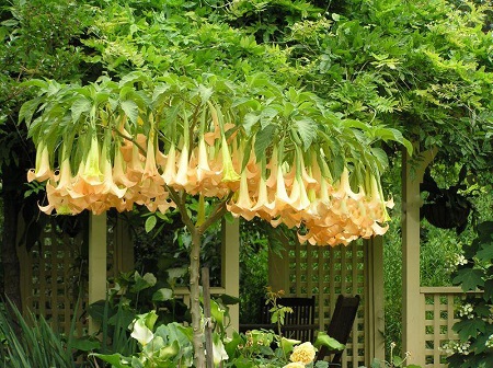 Brugmansia SUAVEOLENS YELLOW или Бругмансия Душистая Желтая