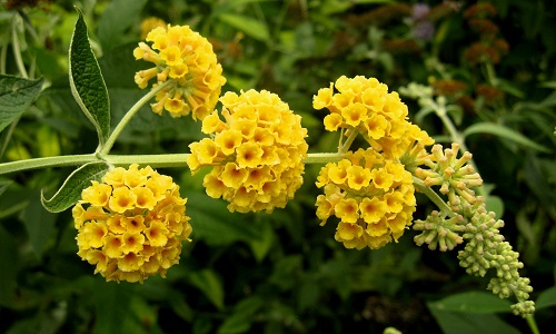 Buddleja GLOBOSA или Буддлея Шаровидная