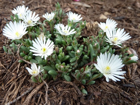 Delosperma KARROOICUM или Делосперма Каррукум