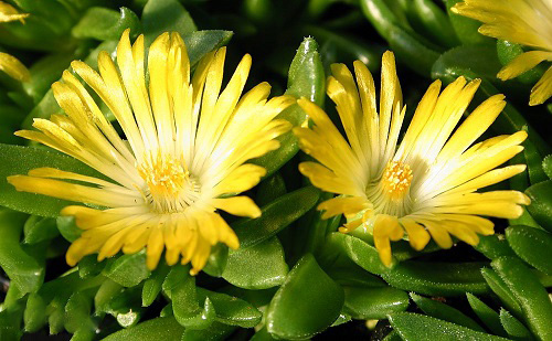 Delosperma BASUTICUM или Делосперма Басутикум