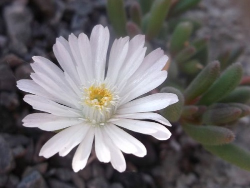 Delosperma KARROOICUM или Делосперма Каррукум