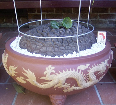 Dioscorea SYLVATICA или Диоскорея Лесная