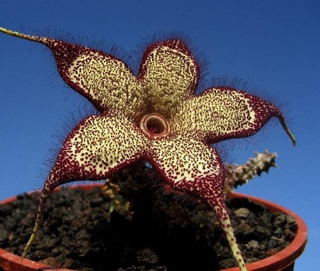 Edithcolea GRANDIS или Эдитколея Большая