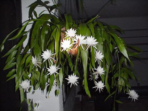 Epiphyllum OXYPETALUM или Эпифиллум Остролепестный 
