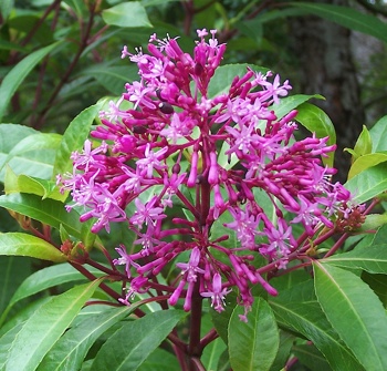 Fuchsia ARBORESCENS или Фуксия Древовидная 