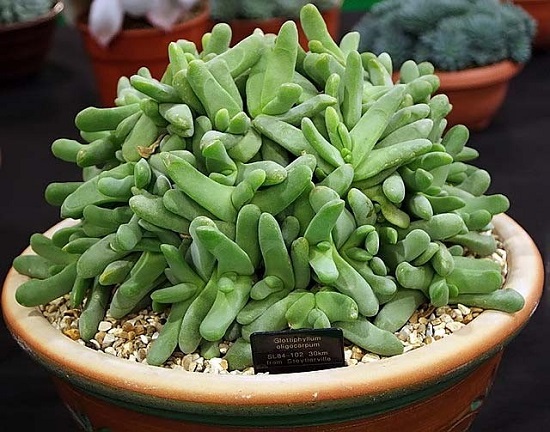 Glottiphyllum OLIGOCARPUM или Глотифиллум Малоплодный