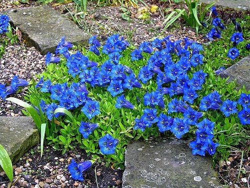 Gentiana ACAULIS или Горечавка Бесстебельная