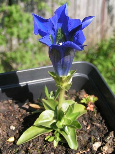 Gentiana ACAULIS или Горечавка Бесстебельная