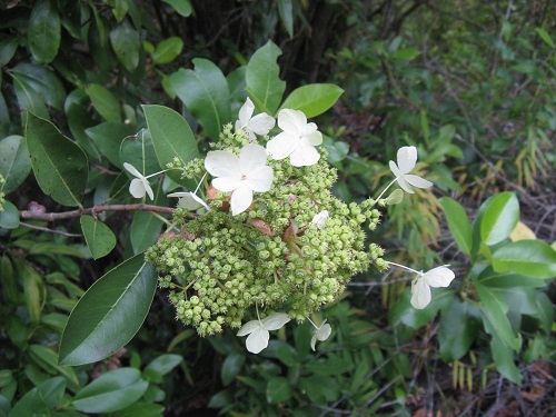 Hydrangea SERRATIFOLIA или Гортензия Пильчатолистная