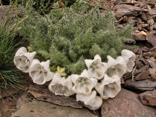 Caiophora CORONATA или Кайфора Венечная