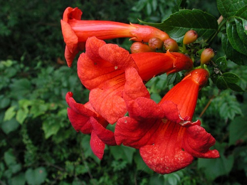 Campsis RADICANS или Капсис Укореняющийся