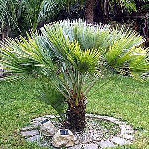 Chamaerops HUMILIS или Хамеропс Приземистый