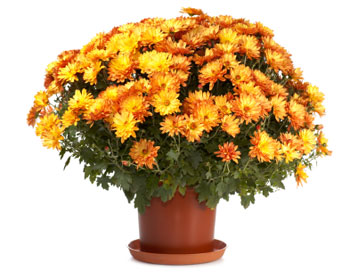 Chrysanthemum INDICUM или Хризантема Индийская